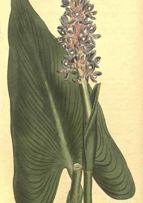 Reproducción/Reproduction 34783080460: Curtis's botanical magazine.. London ; New York [etc.] :Academic Press [etc.]