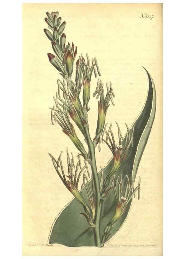 Reproducción/Reproduction 34783083010: Curtis's botanical magazine.. London ; New York [etc.] :Academic Press [etc.]