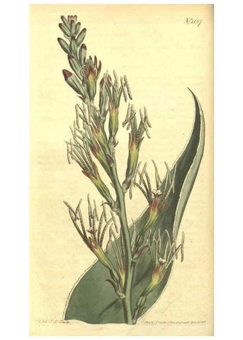Reproducción/Reproduction 34783083010: Curtis's botanical magazine.. London ; New York [etc.] :Academic Press [etc.]