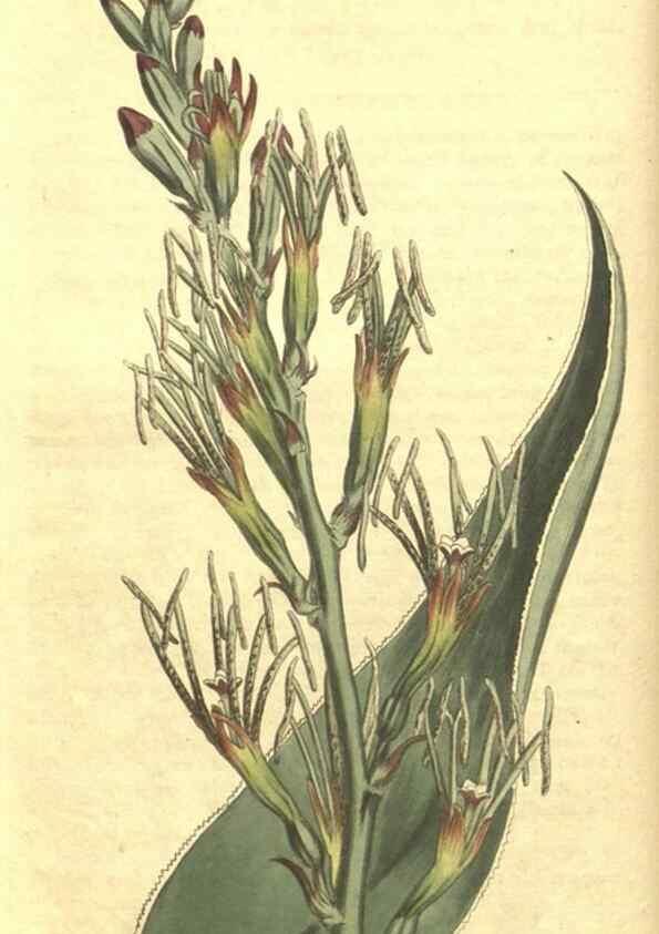 Reproducción/Reproduction 34783083010: Curtis's botanical magazine.. London ; New York [etc.] :Academic Press [etc.]