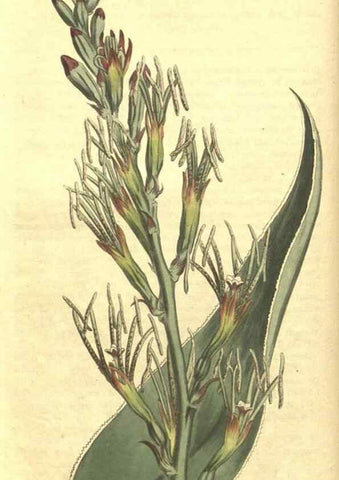 Reproducción/Reproduction 34783083010: Curtis's botanical magazine.. London ; New York [etc.] :Academic Press [etc.]