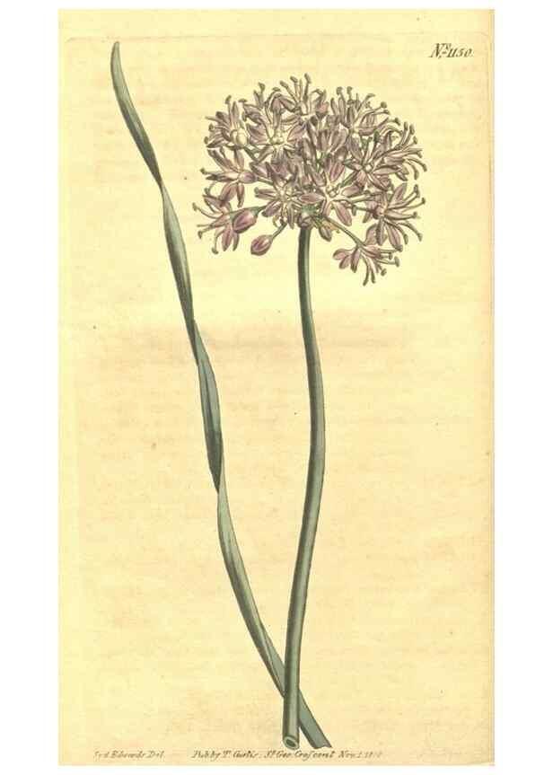 Reproducción/Reproduction 35004659842: Curtis's botanical magazine.. London ; New York [etc.] :Academic Press [etc.]