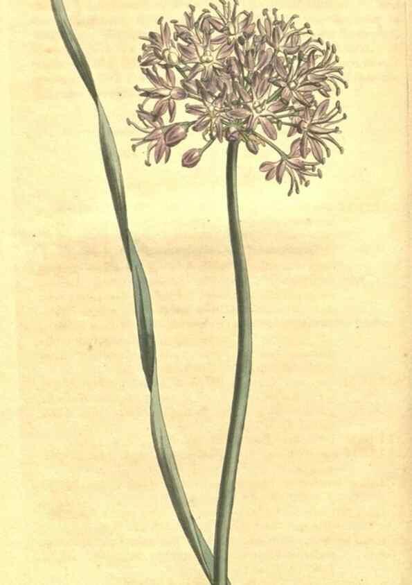 Reproducción/Reproduction 35004659842: Curtis's botanical magazine.. London ; New York [etc.] :Academic Press [etc.]