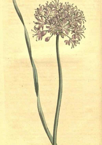 Reproducción/Reproduction 35004659842: Curtis's botanical magazine.. London ; New York [etc.] :Academic Press [etc.]