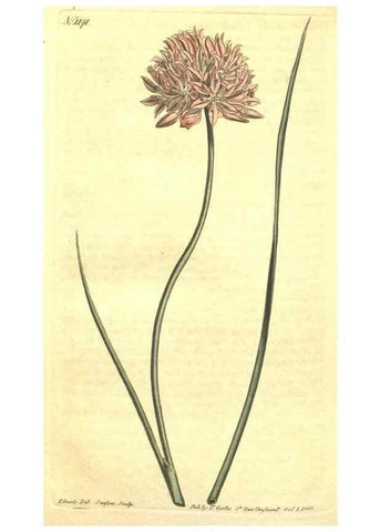 Reproducción/Reproduction 34324453514: Curtis's botanical magazine.. London ; New York [etc.] :Academic Press [etc.]