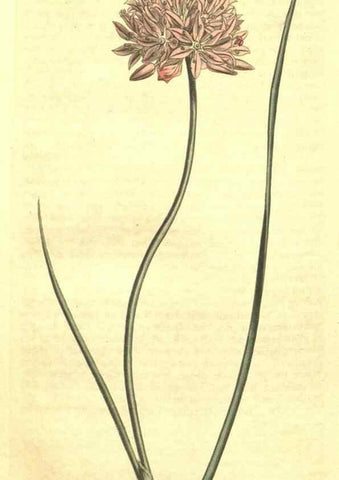 Reproducción/Reproduction 34324453514: Curtis's botanical magazine.. London ; New York [etc.] :Academic Press [etc.]