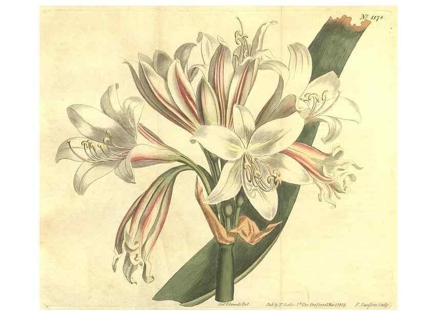 Reproducción/Reproduction 34324606744: Curtis's botanical magazine.. London ; New York [etc.] :Academic Press [etc.]