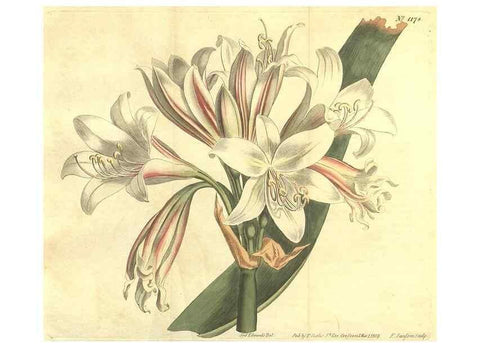 Reproducción/Reproduction 34324606744: Curtis's botanical magazine.. London ; New York [etc.] :Academic Press [etc.]