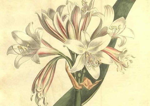 Reproducción/Reproduction 34324606744: Curtis's botanical magazine.. London ; New York [etc.] :Academic Press [etc.]