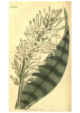Reproducción/Reproduction 35004720592: Curtis's botanical magazine.. London ; New York [etc.] :Academic Press [etc.]