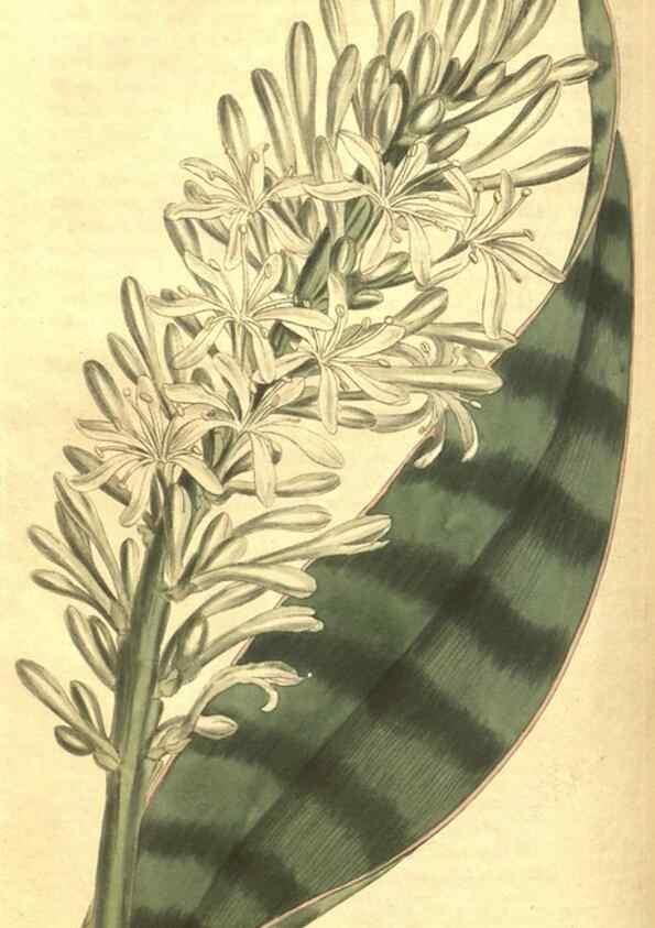 Reproducción/Reproduction 35004720592: Curtis's botanical magazine.. London ; New York [etc.] :Academic Press [etc.]