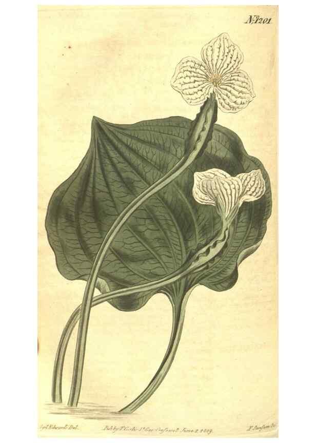 Reproducción/Reproduction 35004774972: Curtis's botanical magazine.. London ; New York [etc.] :Academic Press [etc.]
