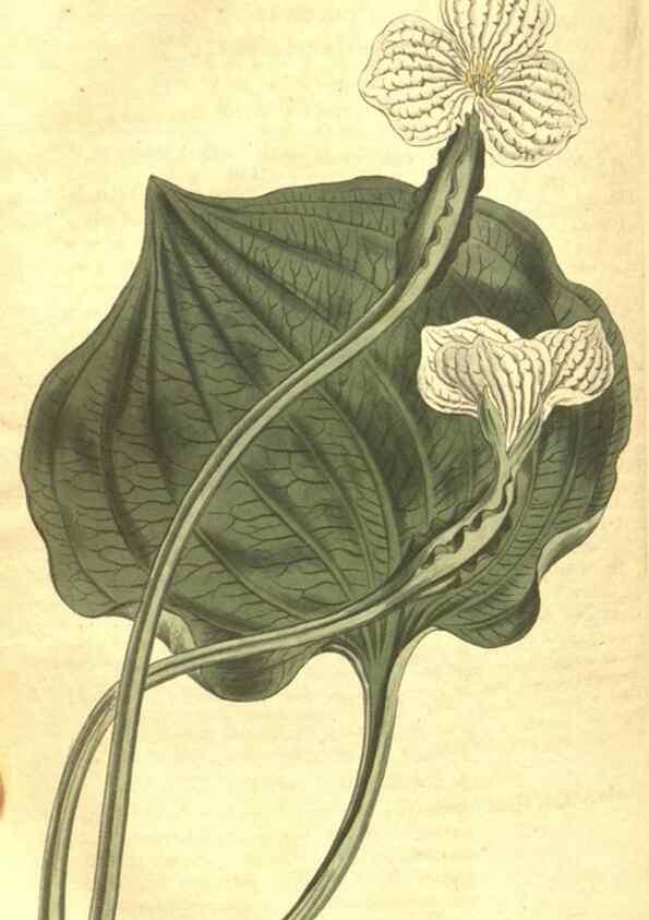 Reproducción/Reproduction 35004774972: Curtis's botanical magazine.. London ; New York [etc.] :Academic Press [etc.]