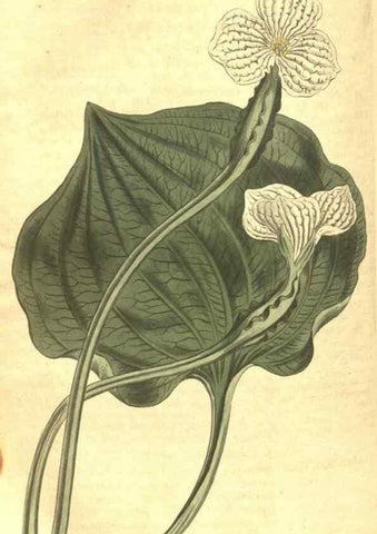 Reproducción/Reproduction 35004774972: Curtis's botanical magazine.. London ; New York [etc.] :Academic Press [etc.]