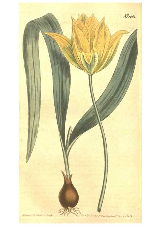Reproducción/Reproduction 34360048043: Curtis's botanical magazine.. London ; New York [etc.] :Academic Press [etc.]
