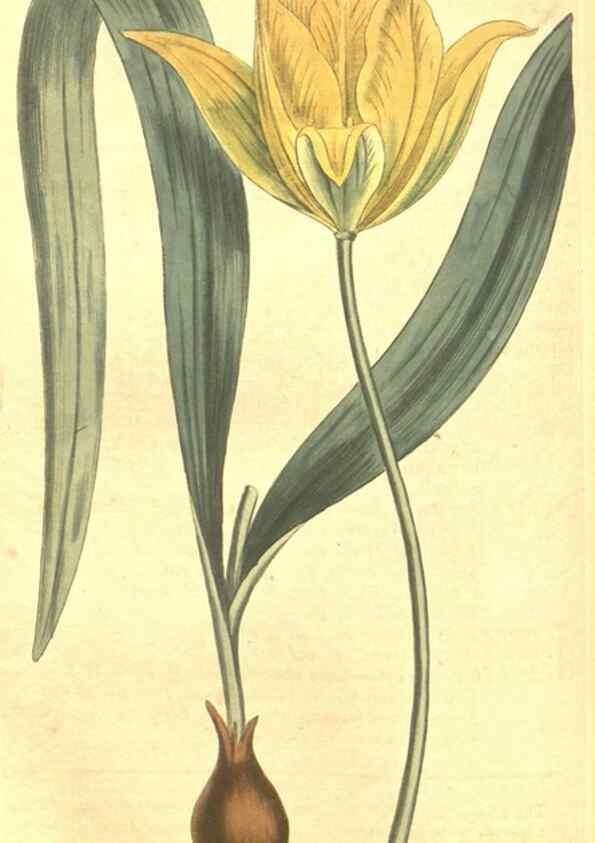Reproducción/Reproduction 34360048043: Curtis's botanical magazine.. London ; New York [etc.] :Academic Press [etc.]