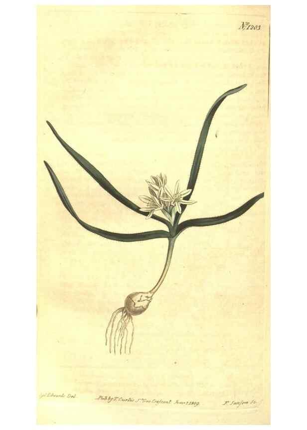 Reproducción/Reproduction 34360049323: Curtis's botanical magazine.. London ; New York [etc.] :Academic Press [etc.]