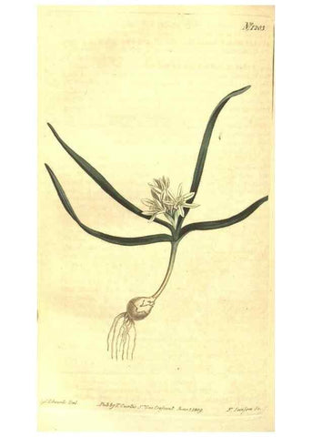 Reproducción/Reproduction 34360049323: Curtis's botanical magazine.. London ; New York [etc.] :Academic Press [etc.]
