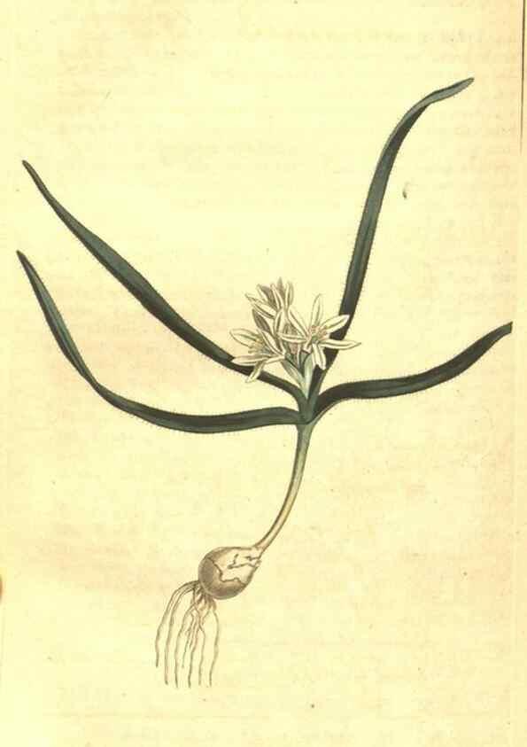 Reproducción/Reproduction 34360049323: Curtis's botanical magazine.. London ; New York [etc.] :Academic Press [etc.]