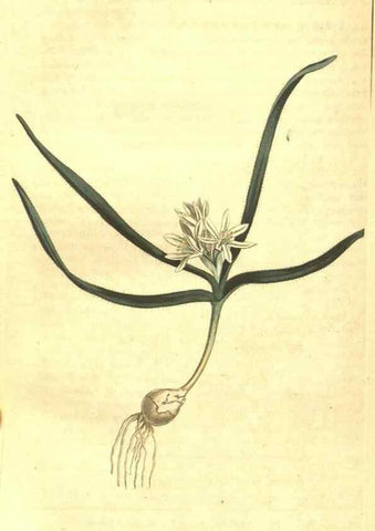 Reproducción/Reproduction 34360049323: Curtis's botanical magazine.. London ; New York [etc.] :Academic Press [etc.]