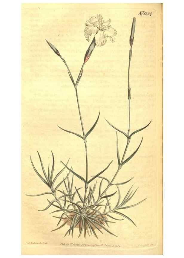 Reproducción/Reproduction 35004785372: Curtis's botanical magazine.. London ; New York [etc.] :Academic Press [etc.]