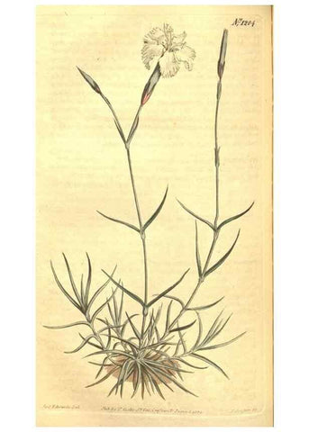 Reproducción/Reproduction 35004785372: Curtis's botanical magazine.. London ; New York [etc.] :Academic Press [etc.]