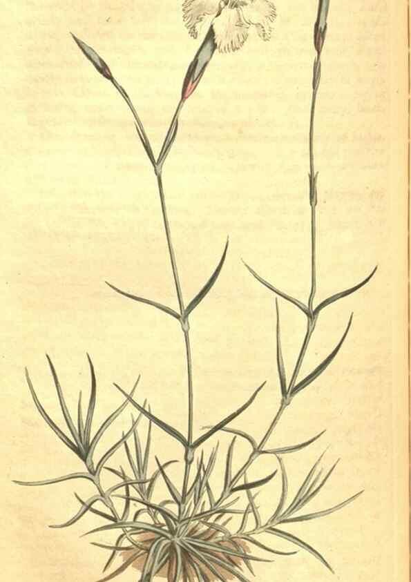 Reproducción/Reproduction 35004785372: Curtis's botanical magazine.. London ; New York [etc.] :Academic Press [etc.]