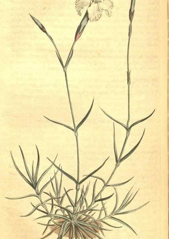 Reproducción/Reproduction 35004785372: Curtis's botanical magazine.. London ; New York [etc.] :Academic Press [etc.]