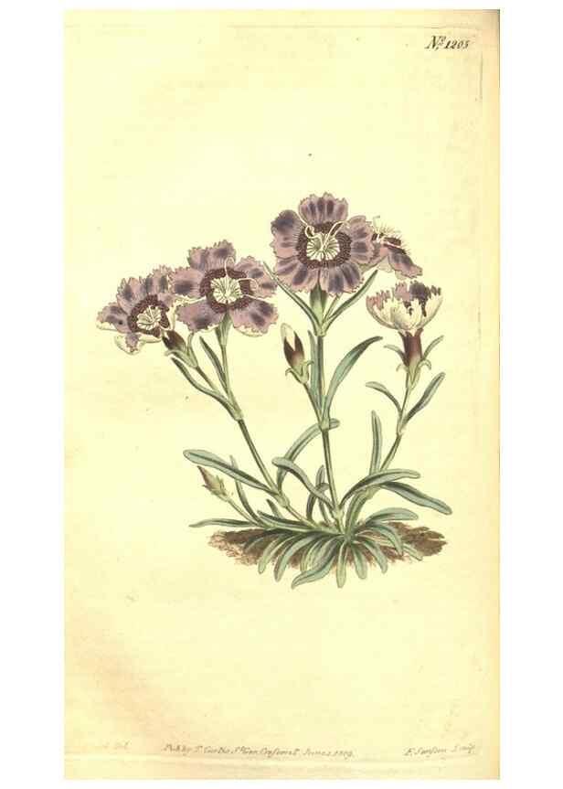 Reproducción/Reproduction 35004788682: Curtis's botanical magazine.. London ; New York [etc.] :Academic Press [etc.]