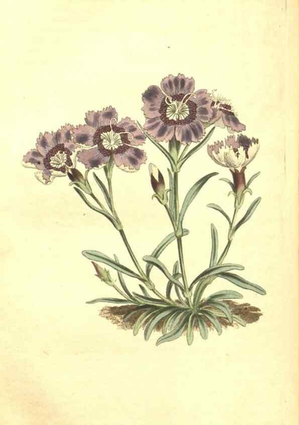Reproducción/Reproduction 35004788682: Curtis's botanical magazine.. London ; New York [etc.] :Academic Press [etc.]
