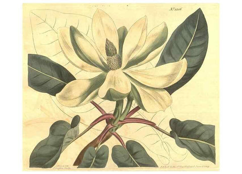 Reproducción/Reproduction 35004791322: Curtis's botanical magazine.. London ; New York [etc.] :Academic Press [etc.]