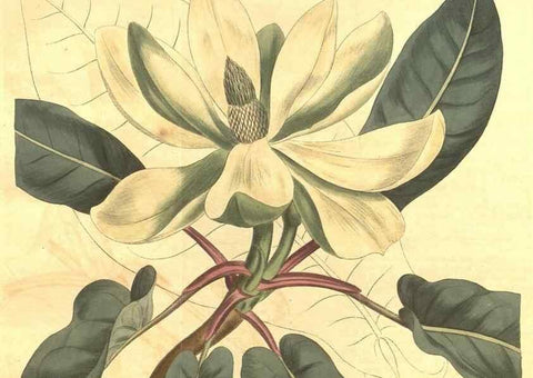 Reproducción/Reproduction 35004791322: Curtis's botanical magazine.. London ; New York [etc.] :Academic Press [etc.]