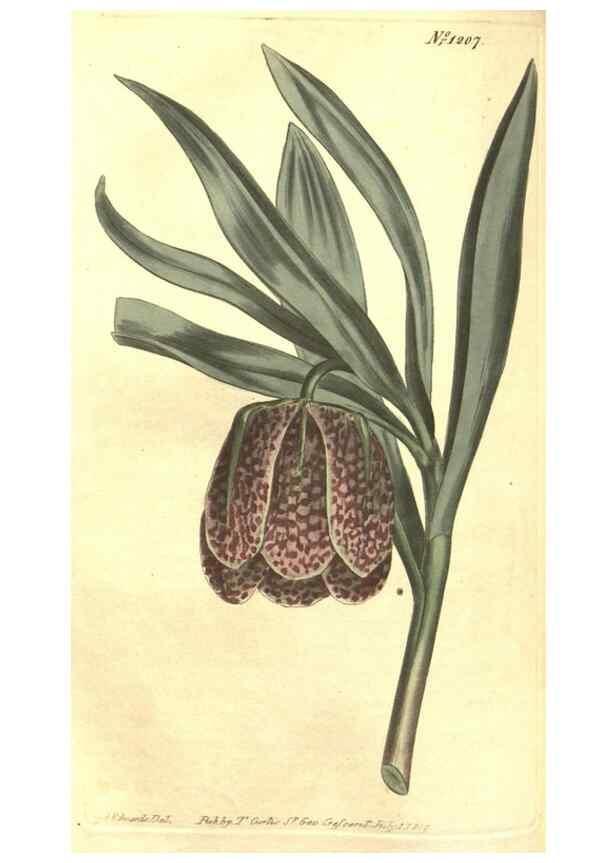 Reproducción/Reproduction 35038913831: Curtis's botanical magazine.. London ; New York [etc.] :Academic Press [etc.]