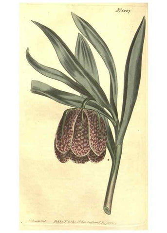 Reproducción/Reproduction 35038913831: Curtis's botanical magazine.. London ; New York [etc.] :Academic Press [etc.]