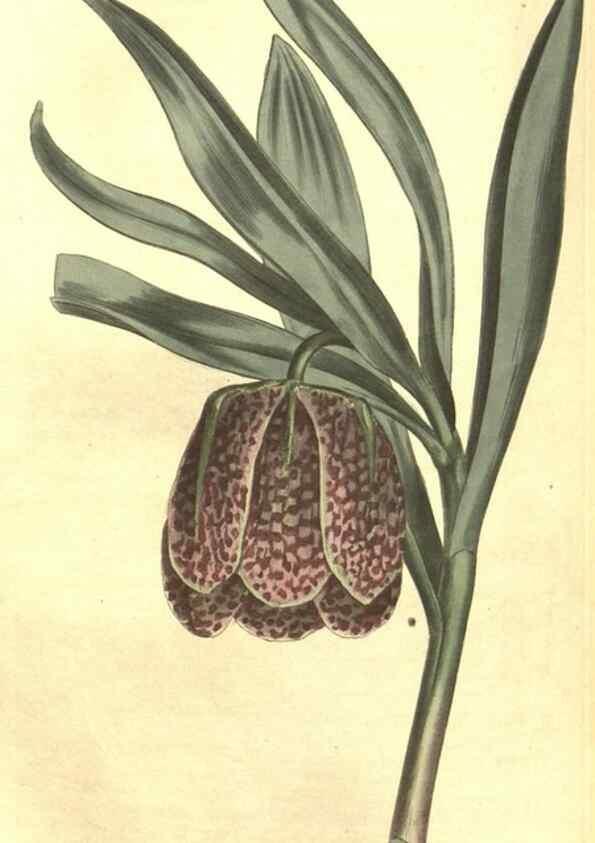 Reproducción/Reproduction 35038913831: Curtis's botanical magazine.. London ; New York [etc.] :Academic Press [etc.]