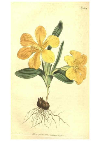 Reproducción/Reproduction 35004799262: Curtis's botanical magazine.. London ; New York [etc.] :Academic Press [etc.]