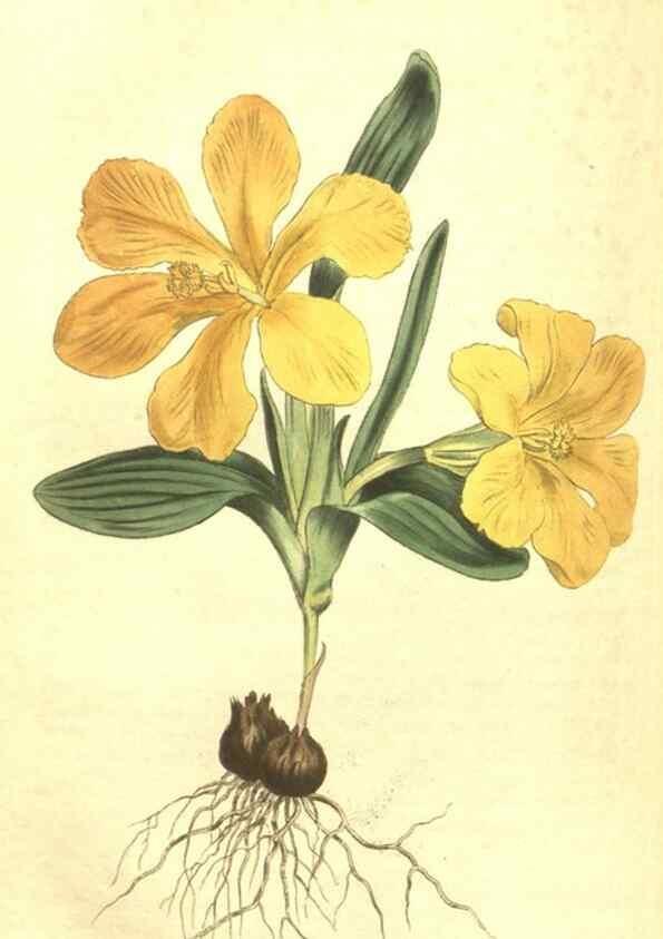 Reproducción/Reproduction 35004799262: Curtis's botanical magazine.. London ; New York [etc.] :Academic Press [etc.]