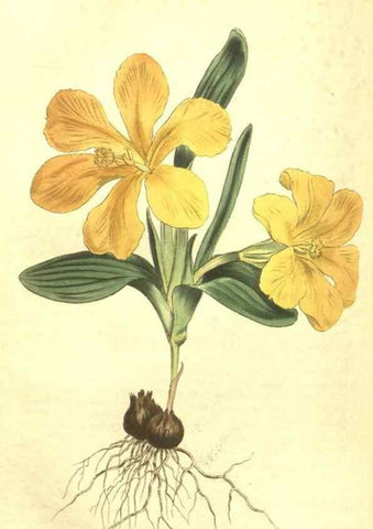 Reproducción/Reproduction 35004799262: Curtis's botanical magazine.. London ; New York [etc.] :Academic Press [etc.]