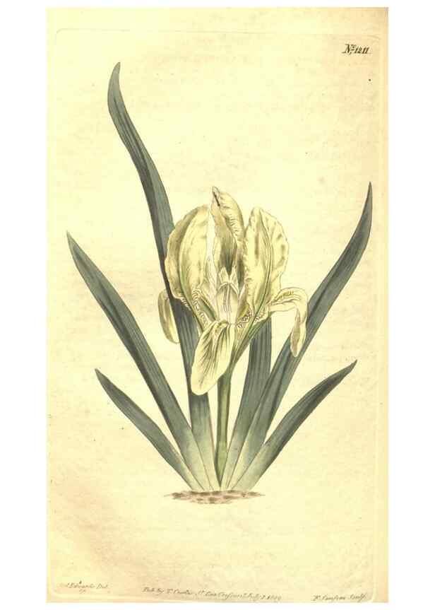Reproducción/Reproduction 35038917441: Curtis's botanical magazine.. London ; New York [etc.] :Academic Press [etc.]
