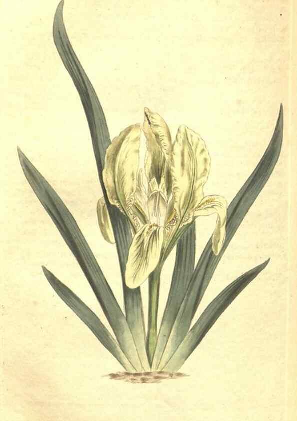 Reproducción/Reproduction 35038917441: Curtis's botanical magazine.. London ; New York [etc.] :Academic Press [etc.]