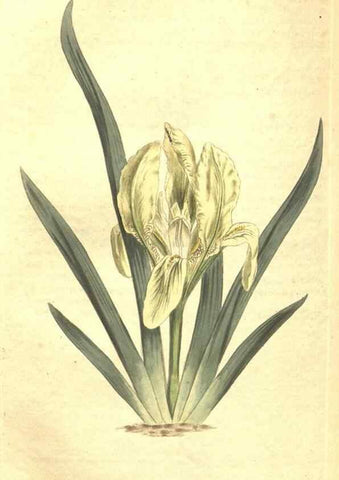 Reproducción/Reproduction 35038917441: Curtis's botanical magazine.. London ; New York [etc.] :Academic Press [etc.]