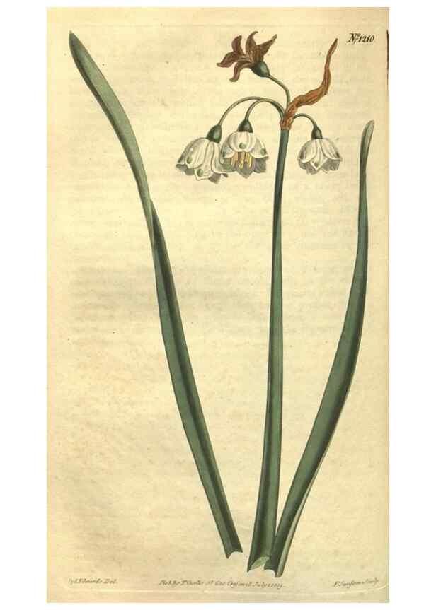 Reproducción/Reproduction 34324657034: Curtis's botanical magazine.. London ; New York [etc.] :Academic Press [etc.]