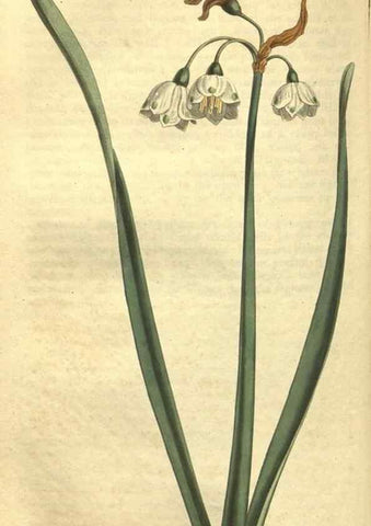 Reproducción/Reproduction 34324657034: Curtis's botanical magazine.. London ; New York [etc.] :Academic Press [etc.]