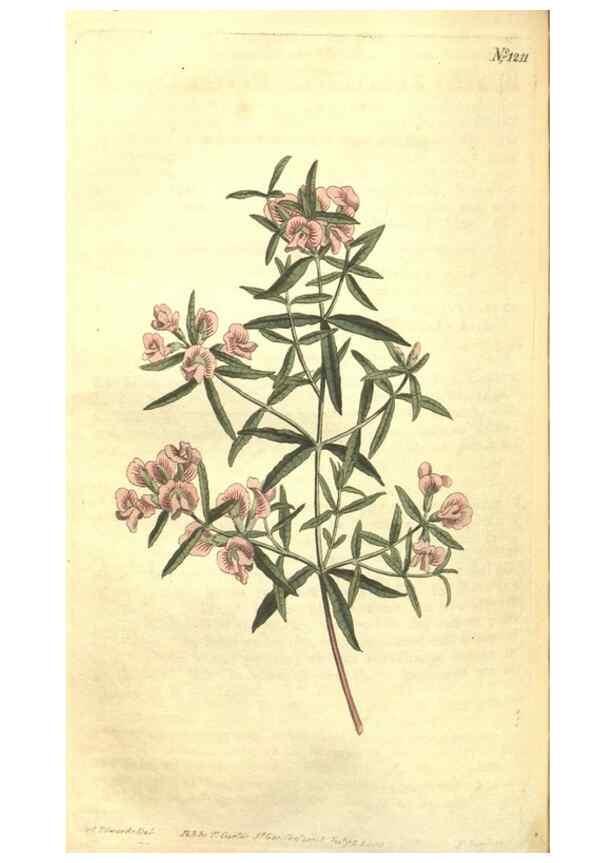 Reproducción/Reproduction 35038920541: Curtis's botanical magazine.. London ; New York [etc.] :Academic Press [etc.]