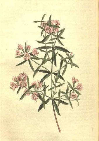 Reproducción/Reproduction 35038920541: Curtis's botanical magazine.. London ; New York [etc.] :Academic Press [etc.]