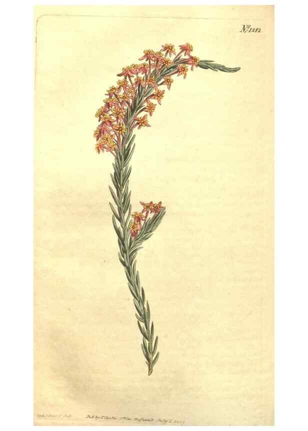 Reproducción/Reproduction 35038922021: Curtis's botanical magazine.. London ; New York [etc.] :Academic Press [etc.]