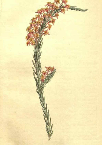 Reproducción/Reproduction 35038922021: Curtis's botanical magazine.. London ; New York [etc.] :Academic Press [etc.]