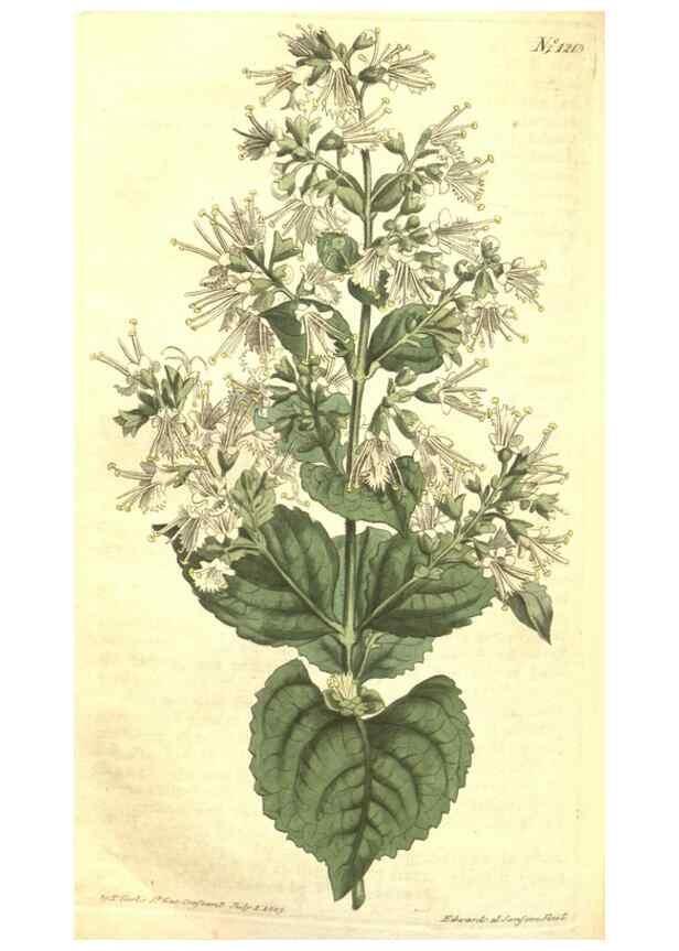 Reproducción/Reproduction 34324664964: Curtis's botanical magazine.. London ; New York [etc.] :Academic Press [etc.]
