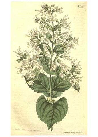 Reproducción/Reproduction 34324664964: Curtis's botanical magazine.. London ; New York [etc.] :Academic Press [etc.]