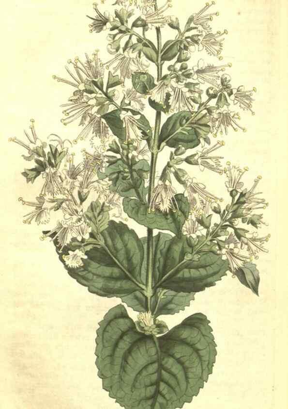 Reproducción/Reproduction 34324664964: Curtis's botanical magazine.. London ; New York [etc.] :Academic Press [etc.]
